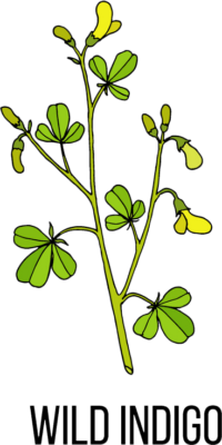 Indigo Ayurvedic Herb