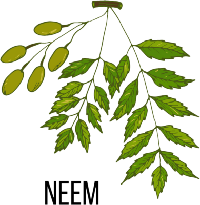 Neem Ayurvedic Herb
