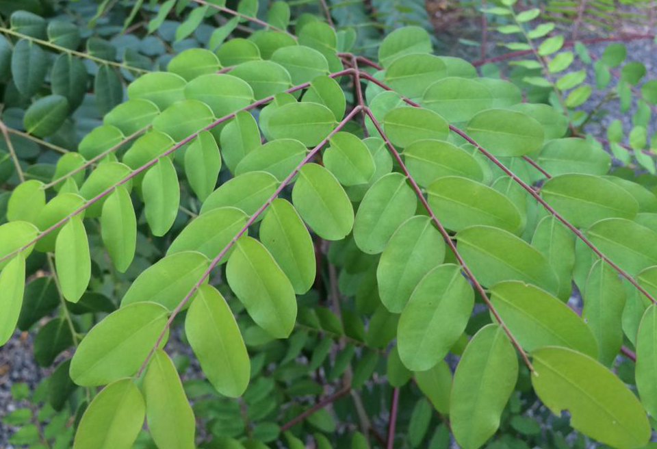 RED Sandlewood Plant Dye