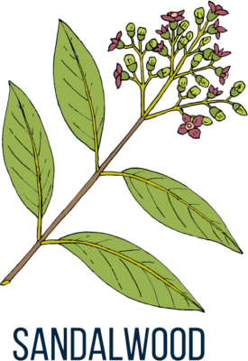 Sandalwood Ayurveda Herb