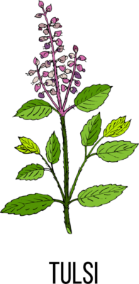 Tulsi Ayurvedic Herb